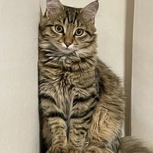 Схема вышивки «Один дома»