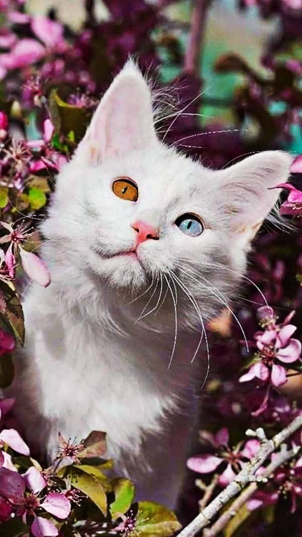 Милка - оригинал