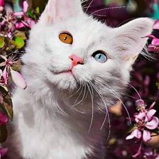 Схема вышивки «Милка»