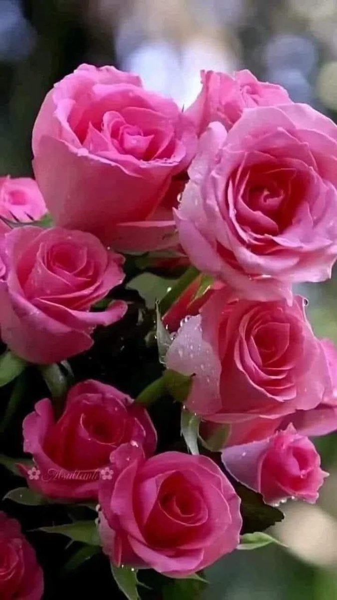 Розы - цветы, розы - оригинал