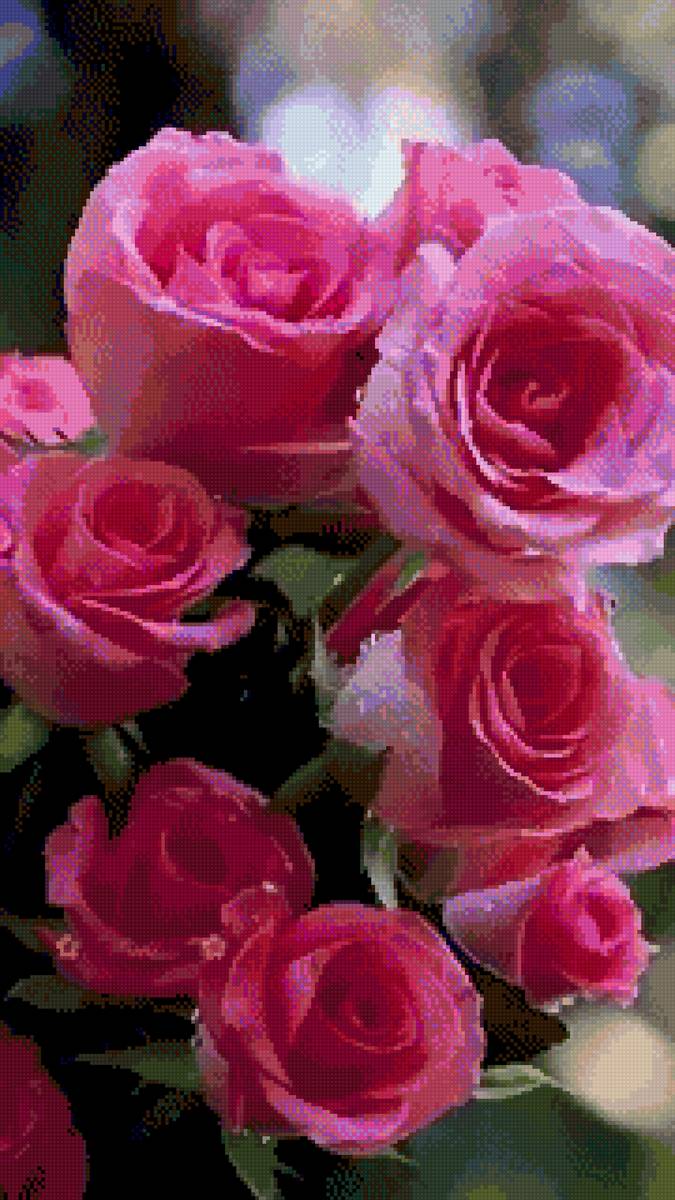 Розы - цветы, розы - предпросмотр