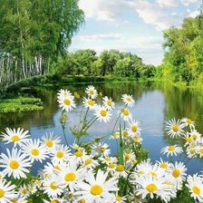 Схема вышивки «ромашки у воды»