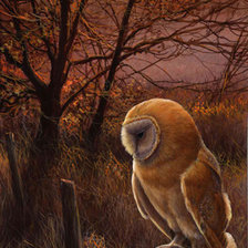 Lechuga al atardecer