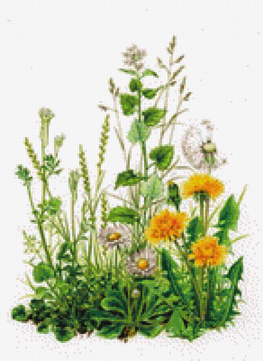 цветы - предпросмотр