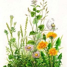 Схема вышивки «цветы»