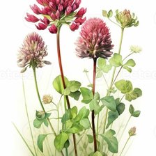 Схема вышивки «цветы»