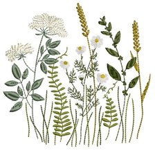 Схема вышивки «Ботаника»