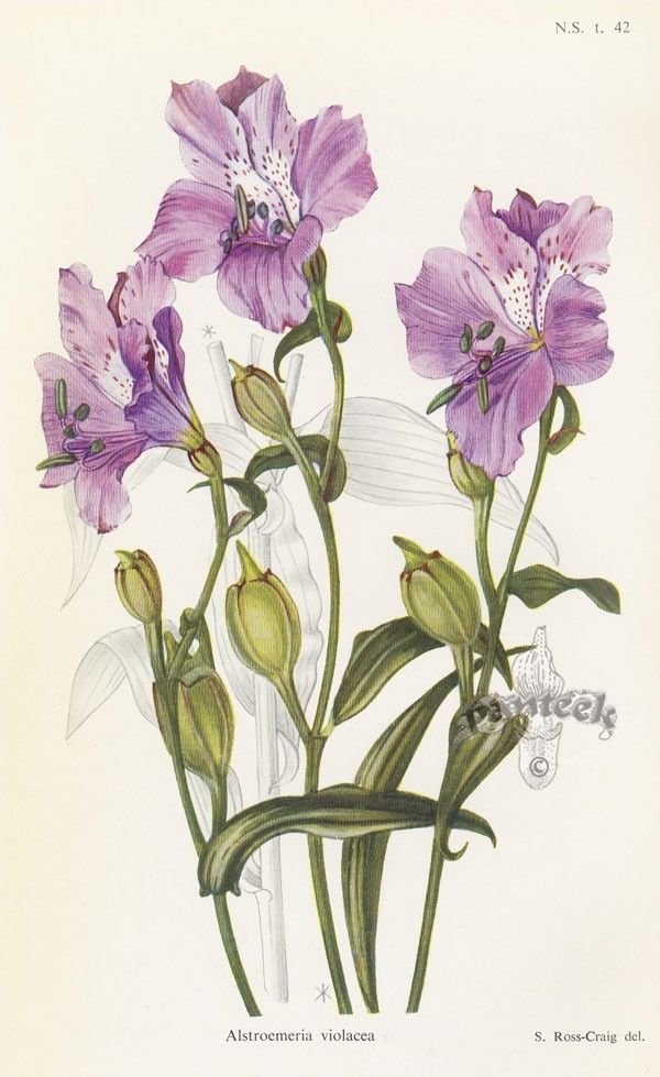 №2843588 - оригинал