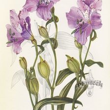 Схема вышивки «№2843588»