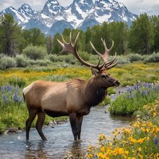 Схема вышивки «Олень»