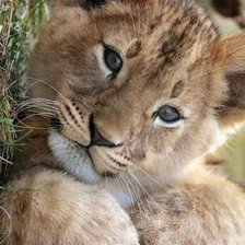 Схема вышивки «Львёнок»