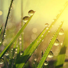 Схема вышивки «НА ЗАРЕ»