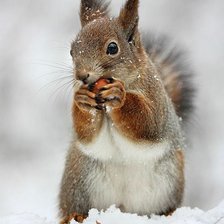 Схема вышивки «Белка»