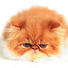 Схема вышивки «рыжий кот»