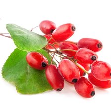 Схема вышивки «Барбарис»