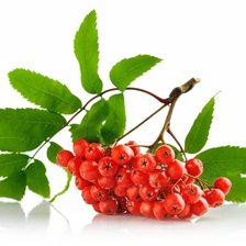 Схема вышивки «рябина»