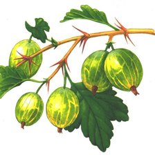 Схема вышивки «крыжовник»