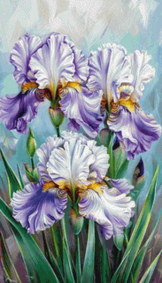 Ирисы - цветы, ирисы - предпросмотр