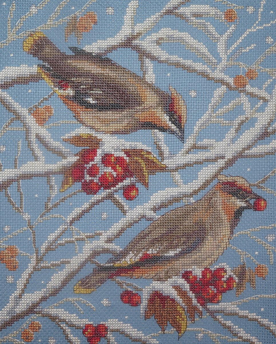 свиристели - птицы - оригинал