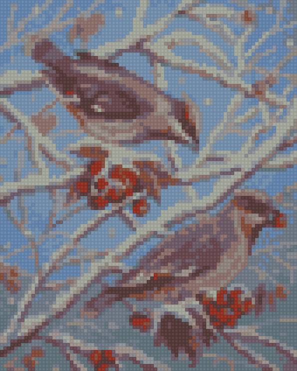 свиристели - птицы - предпросмотр