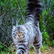 Схема вышивки «Котяра»