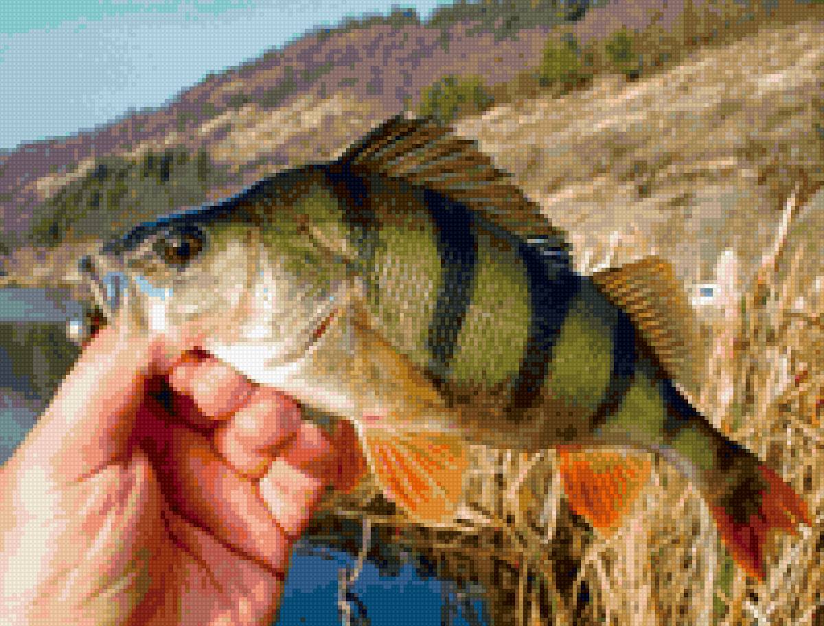 Улов - схема вышивки, рыбалка, окунь - предпросмотр