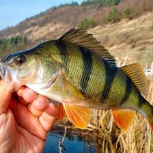 Схема вышивки «Улов»