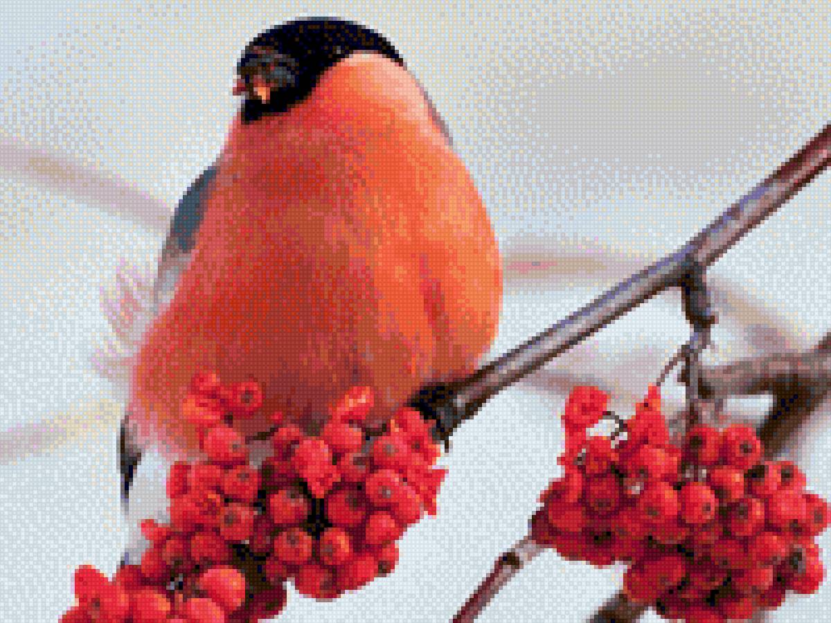 снегири - предпросмотр