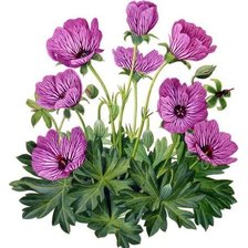 Схема вышивки «анемоны»