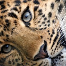 Схема вышивки «Кошачьи»