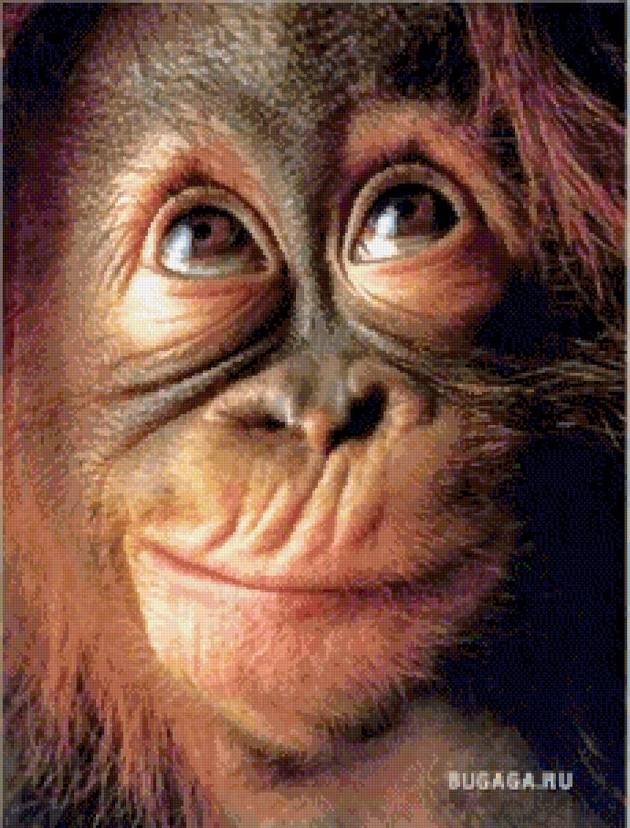 Обезьяна - ум - предпросмотр