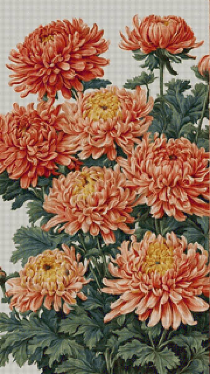 Хризантемы - цветы, хризантемы - предпросмотр