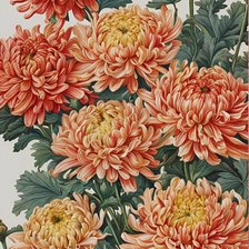 Схема вышивки «Хризантемы»