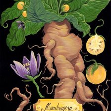Схема вышивки «мандрагора»