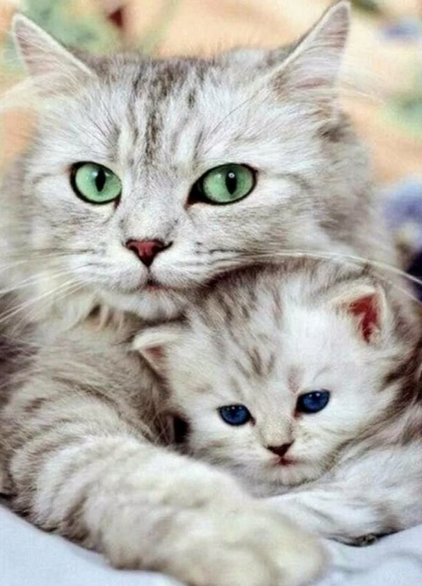 Кошка с котёнком - фотографии - оригинал