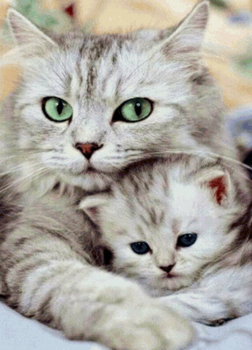 Кошка с котёнком - фотографии - предпросмотр