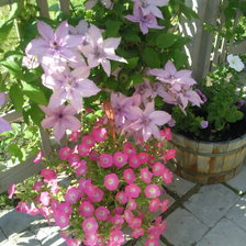 Схема вышивки «Клематис и петунья»