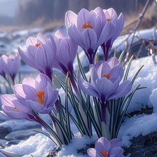 Схема вышивки «крокусы»