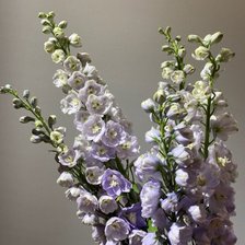 Схема вышивки «dilphiniym»