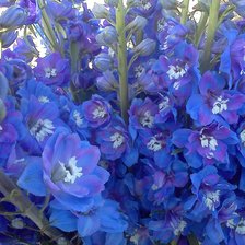 Схема вышивки «dilphiniym 2»