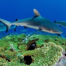 Схема вышивки «Акула»