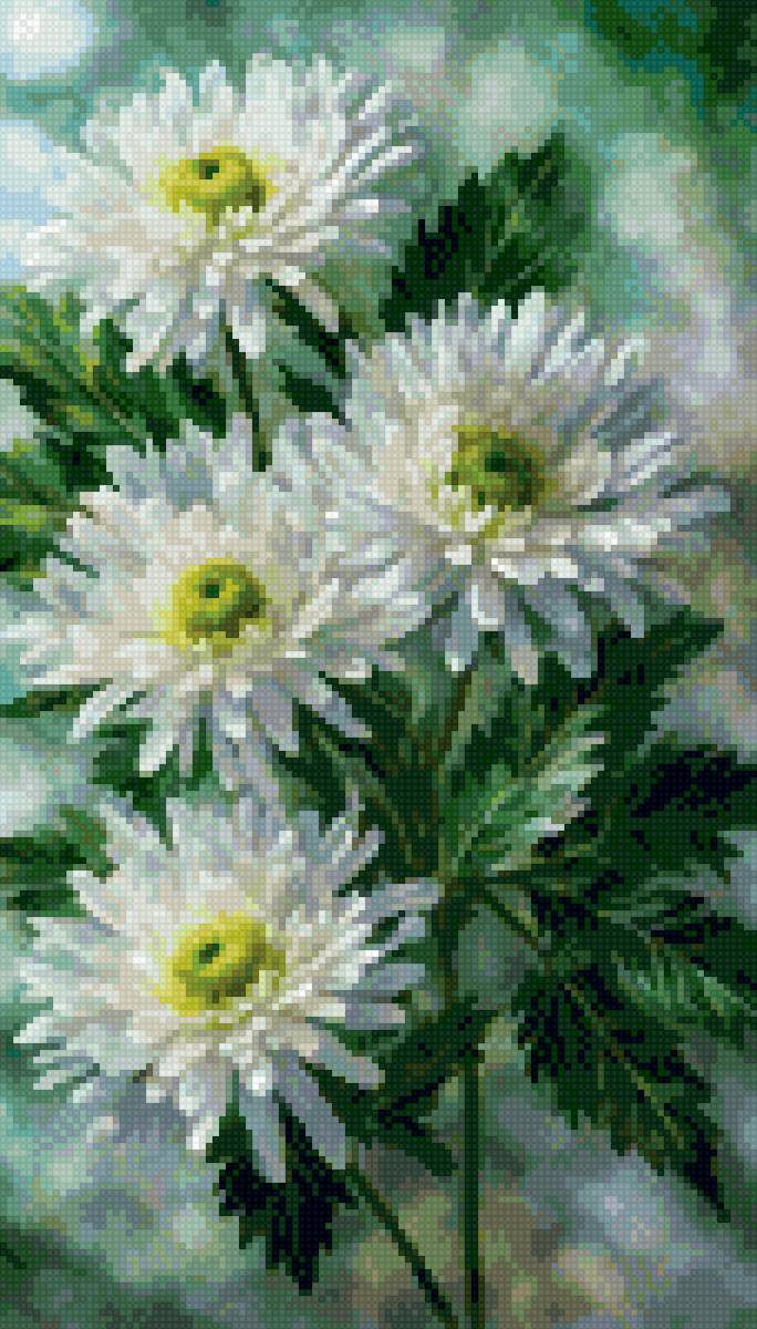 Хризантемы - цветы - предпросмотр