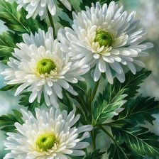 Хризантемы