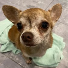 Схема вышивки «Чихухуа»