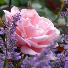 Схема вышивки «Роза»