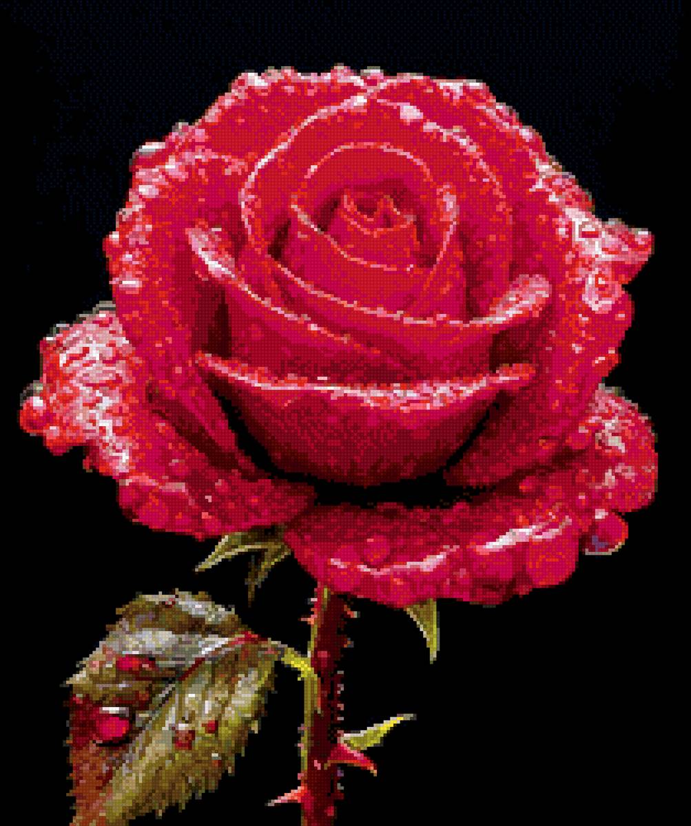 РОЗА - роза, цветы - предпросмотр