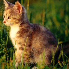 Схема вышивки «№2857052»