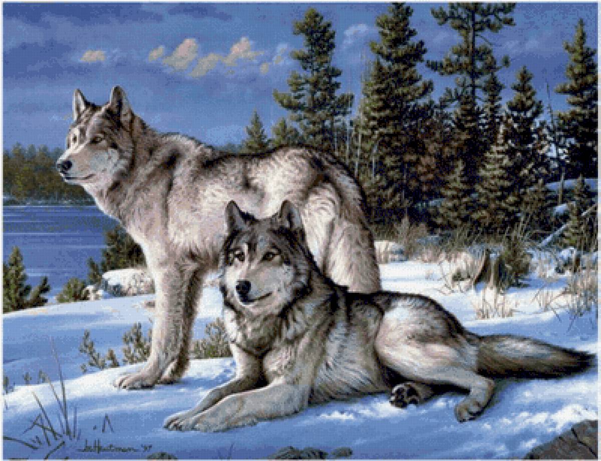 Семья волков в зимнем лесу 72.6*55.7см - волки, зимний лес - предпросмотр