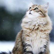 Схема вышивки «Котик»