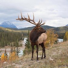 Схема вышивки «Благородный олень»